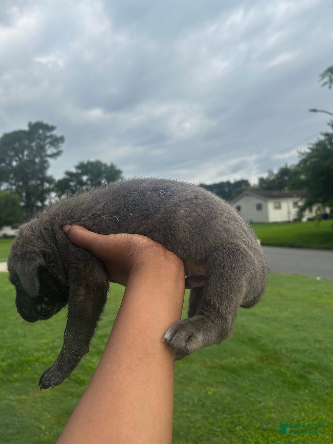 Cane Corso dogs for sale: Big Blue - Image 2