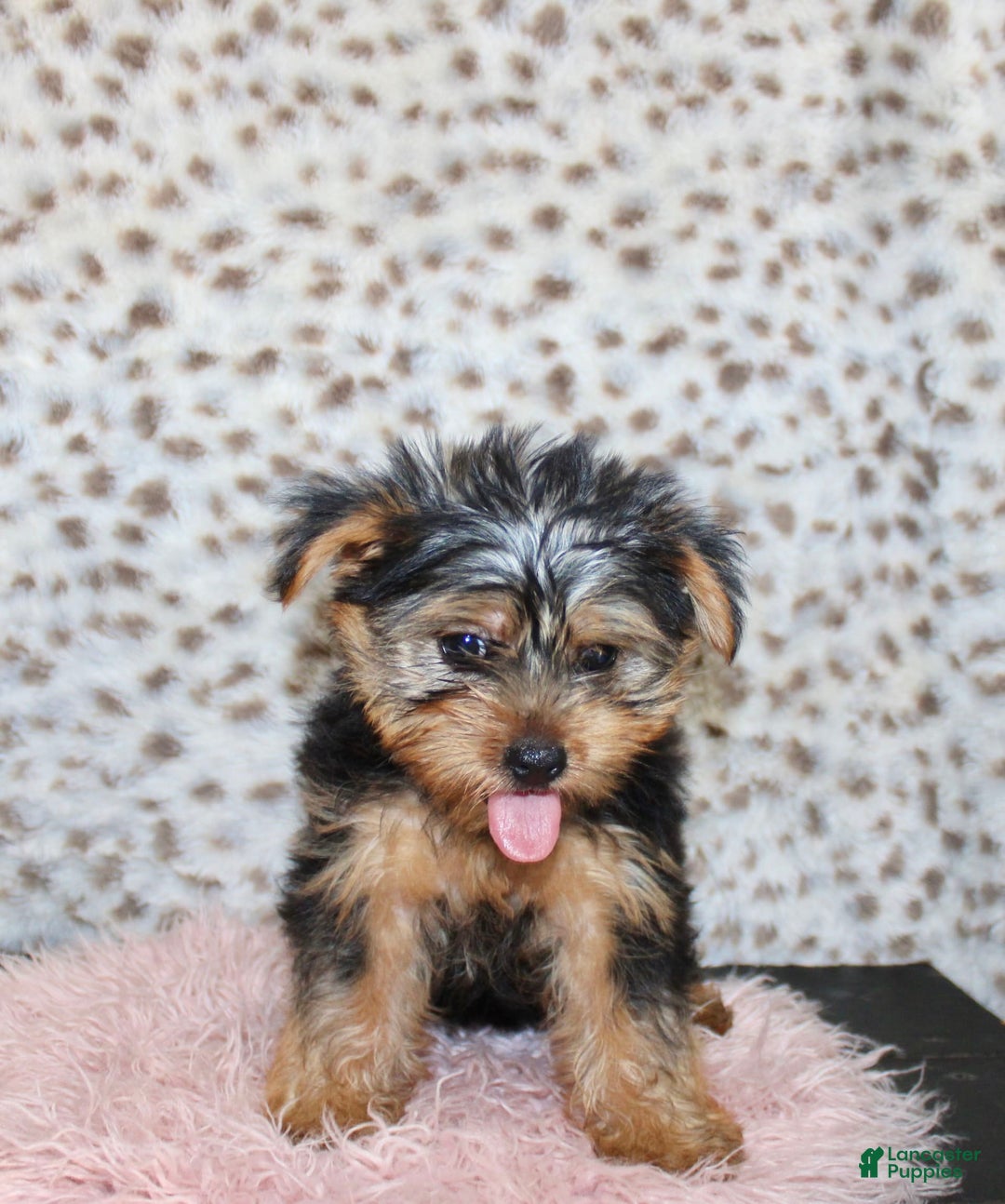 Yorkshire Terrier dogs for sale: Callie - Image 5