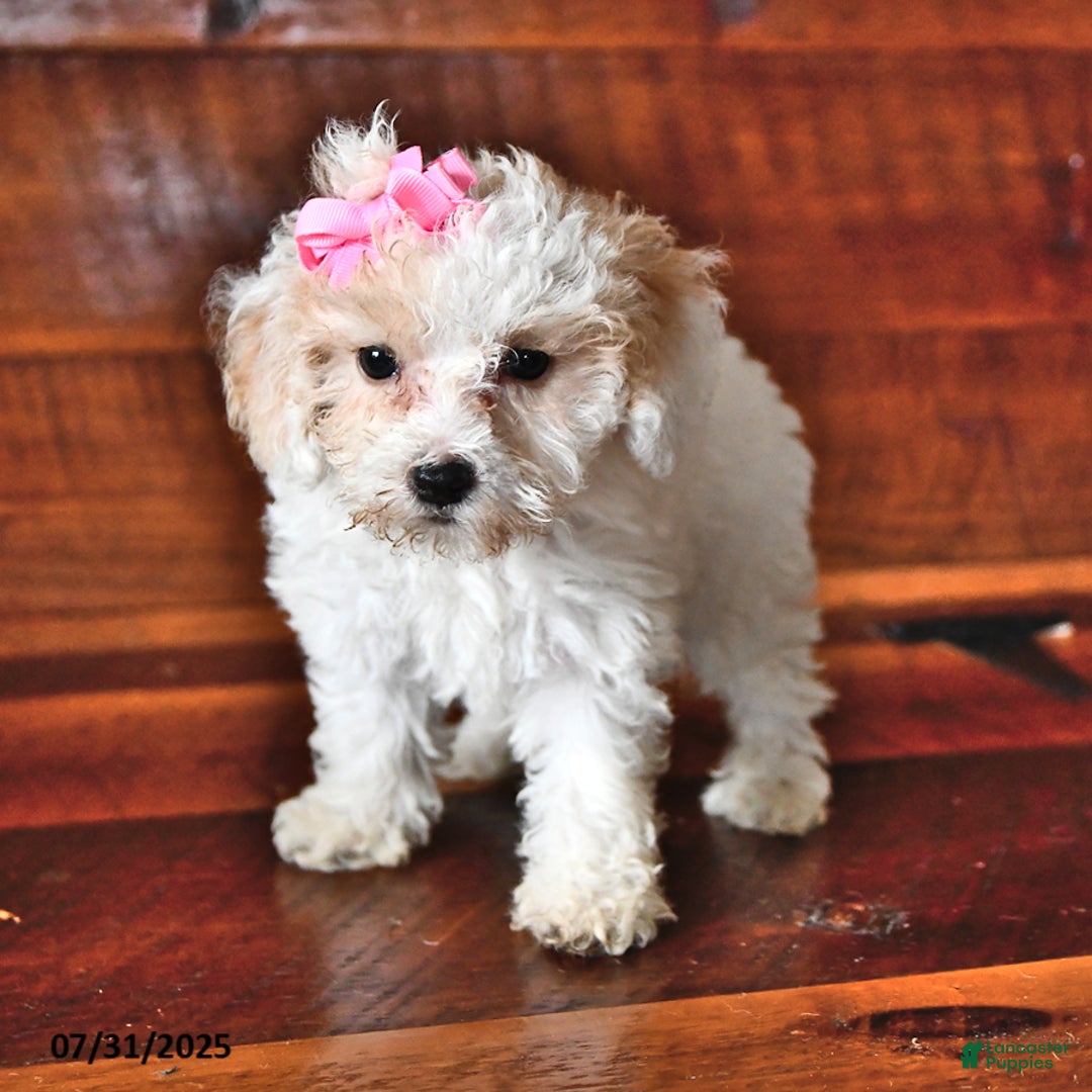 Miniature Poodle dogs for sale: Rose - Image 3