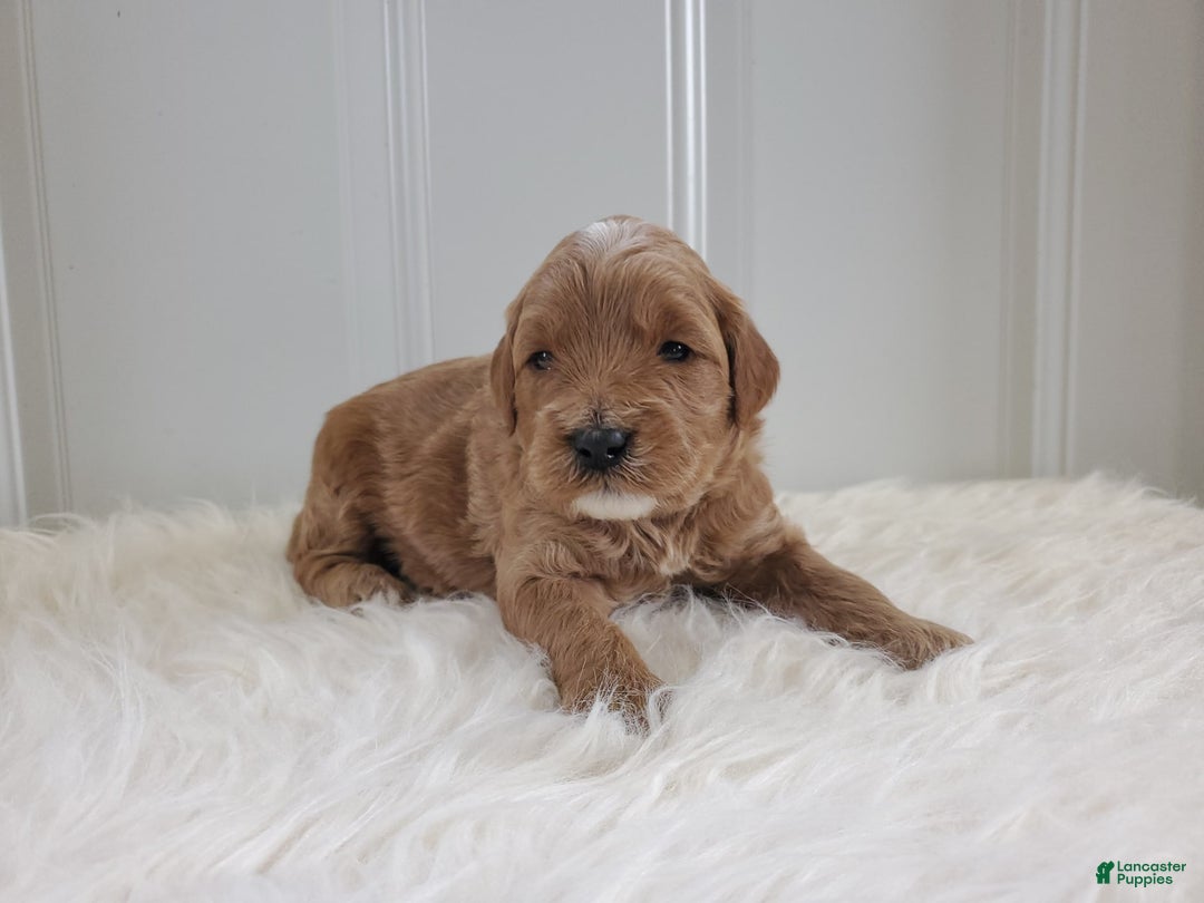 Mini Goldendoodle dogs for sale: Milo F1b - Image 1