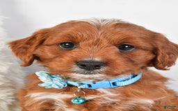 Cavapoo dogs for sale: Goffy - Image 9