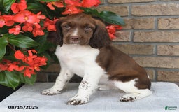 English Springer Spaniel dogs for sale: Charlotte - Image 3