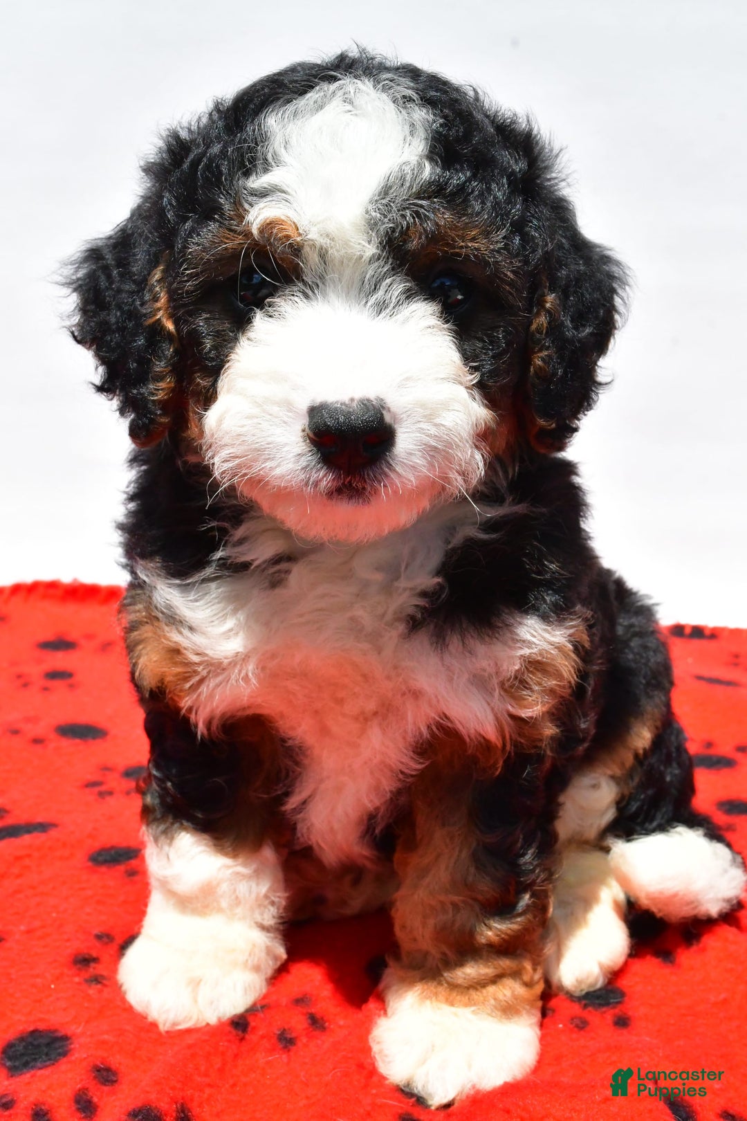 Mini Bernedoodle dogs for sale: River - Image 10