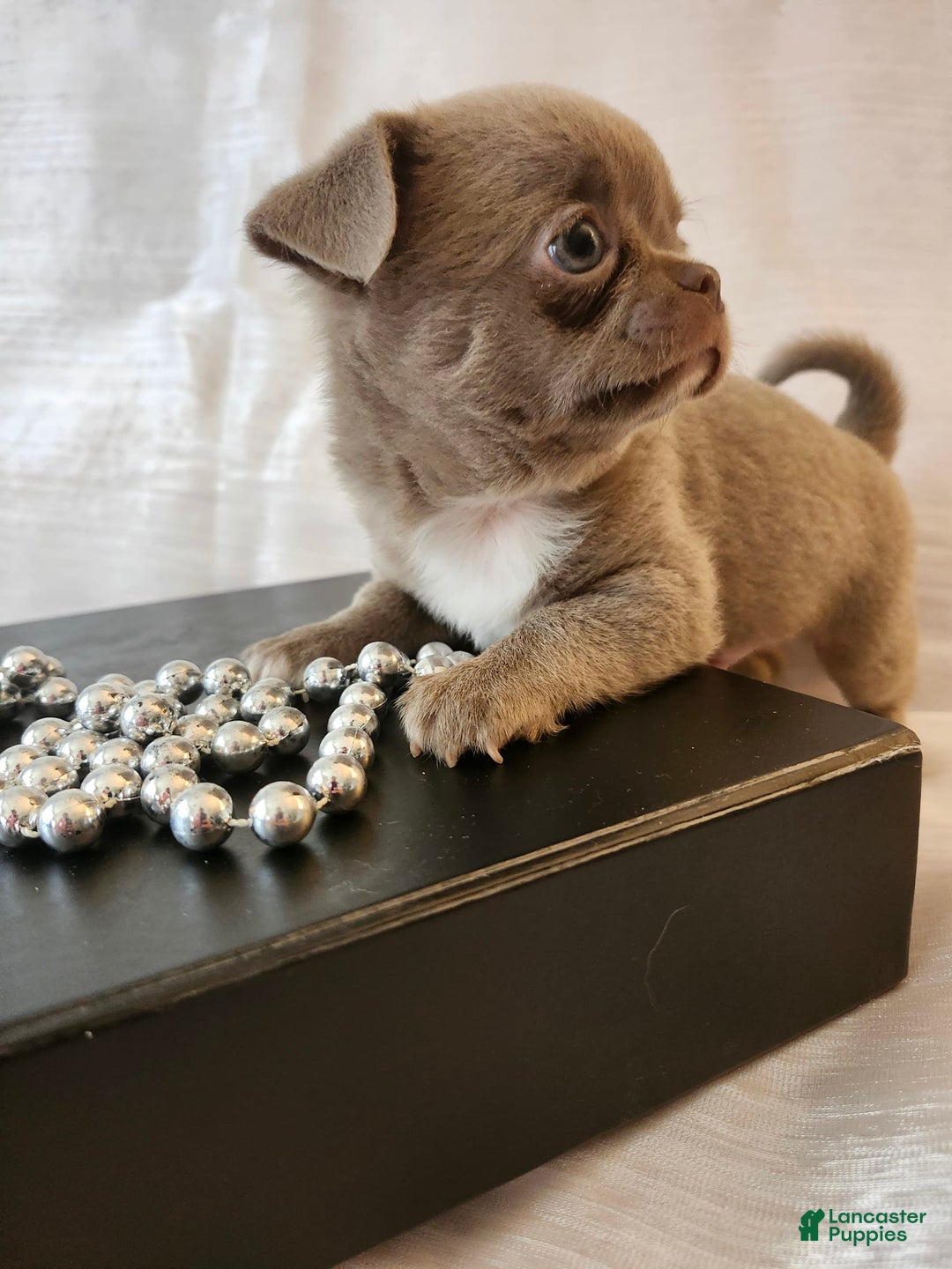 Chihuahua dogs for sale: Lord - Image 3