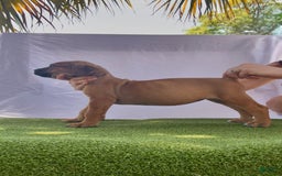 South African Boerboels dogs for sale: Half Pint - Image 1