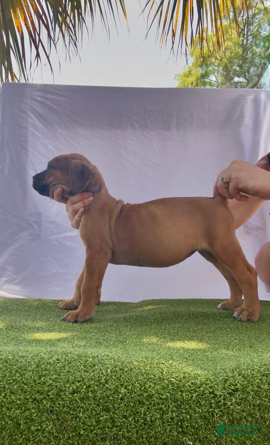 South African Boerboels dogs for sale: Half Pint - Image 1