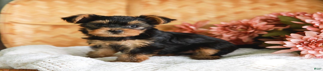 Lillian Teacup