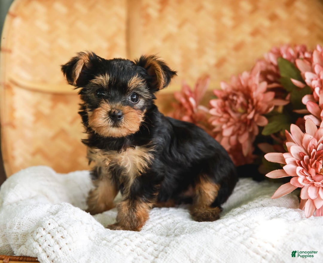 Yorkshire Terrier dogs for sale: Lillian Teacup - Image 2