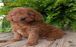 Mini Goldendoodle dogs for sale: Mini -lilly - Image 14