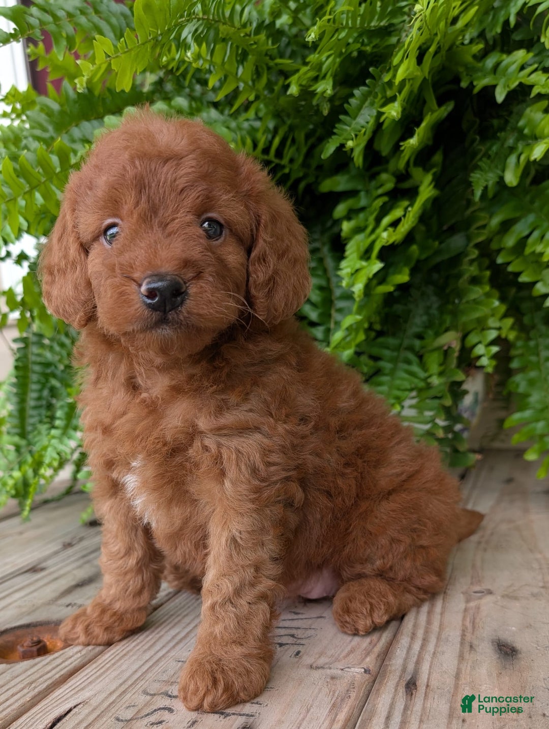 Mini Goldendoodle dogs for sale: Mini -lilly - Image 14