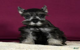 Miniature Schnauzer dogs for sale: Kermit - Image 7