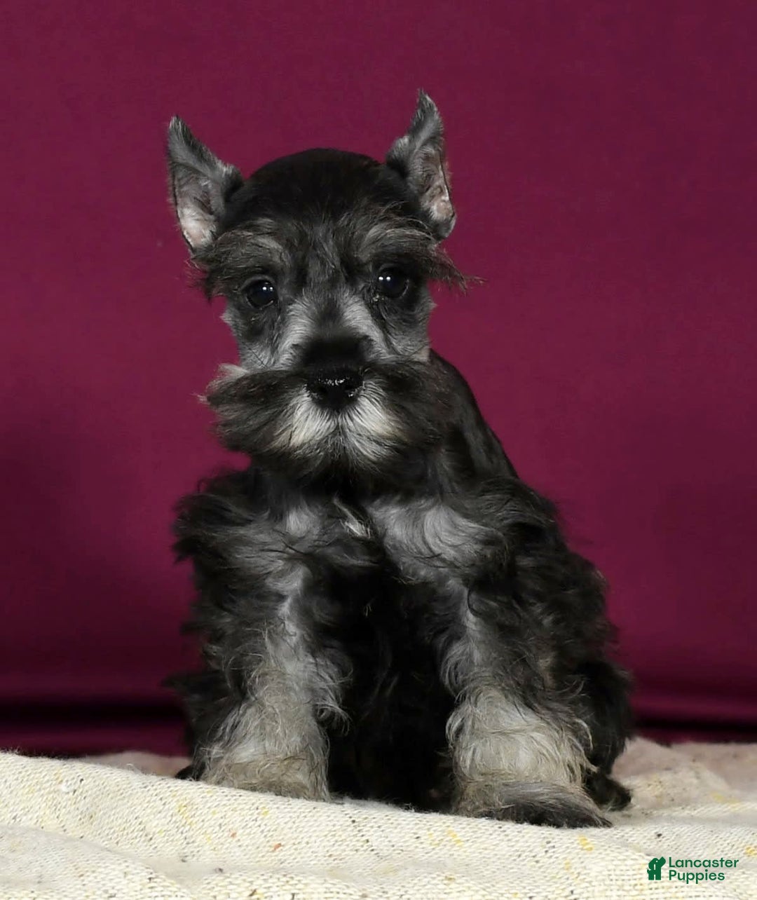 Miniature Schnauzer dogs for sale: Kermit - Image 7