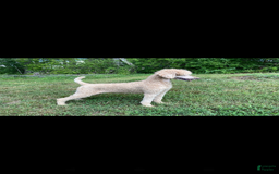 Standard Poodle dogs for sale: Champ-moyen Poodle - Image 5