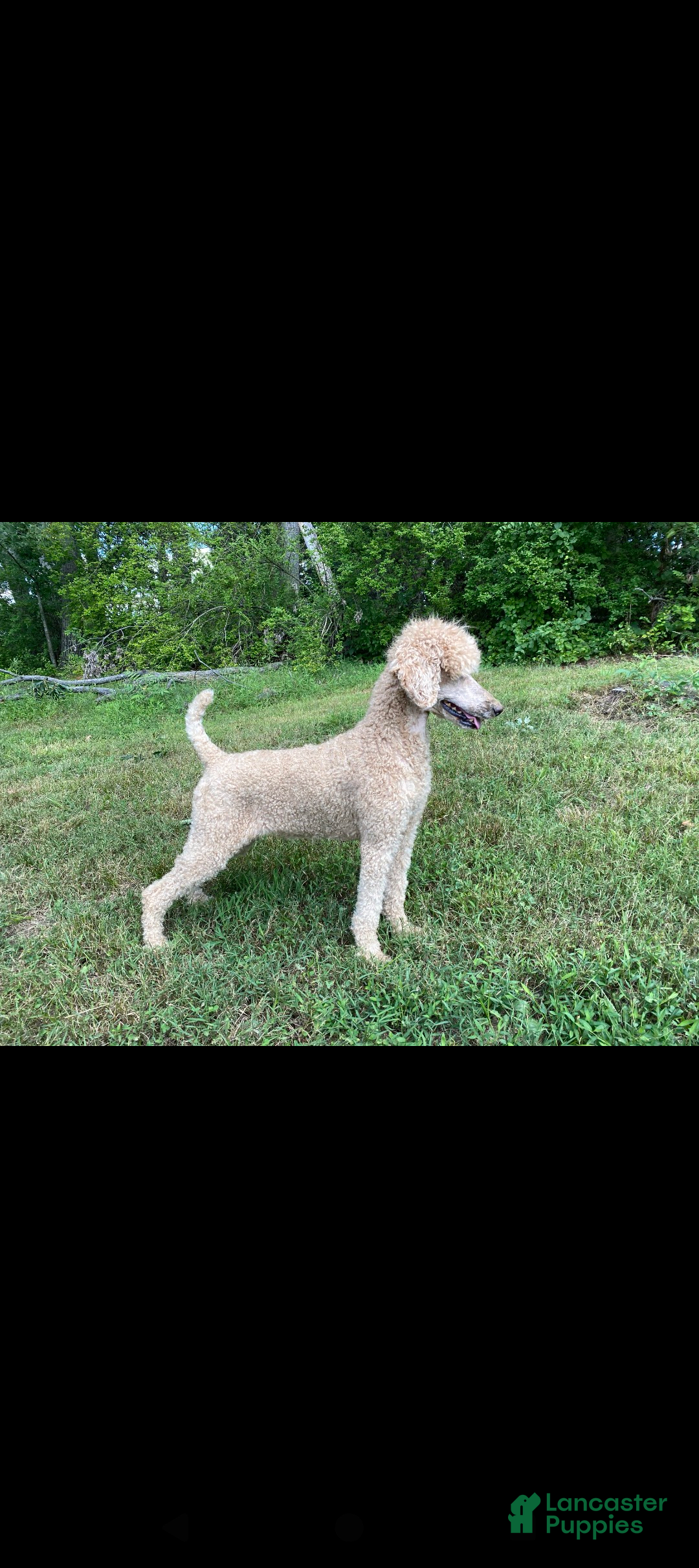 Standard Poodle dogs for sale: Champ-moyen Poodle - Image 5