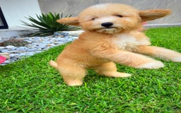 Maltipoo dogs for sale: Belle - Image 2