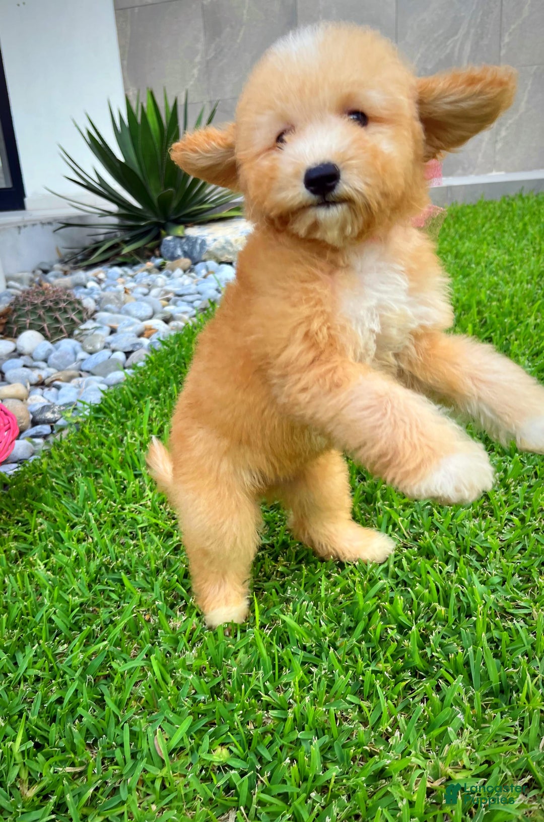 Maltipoo dogs for sale: Belle - Image 2