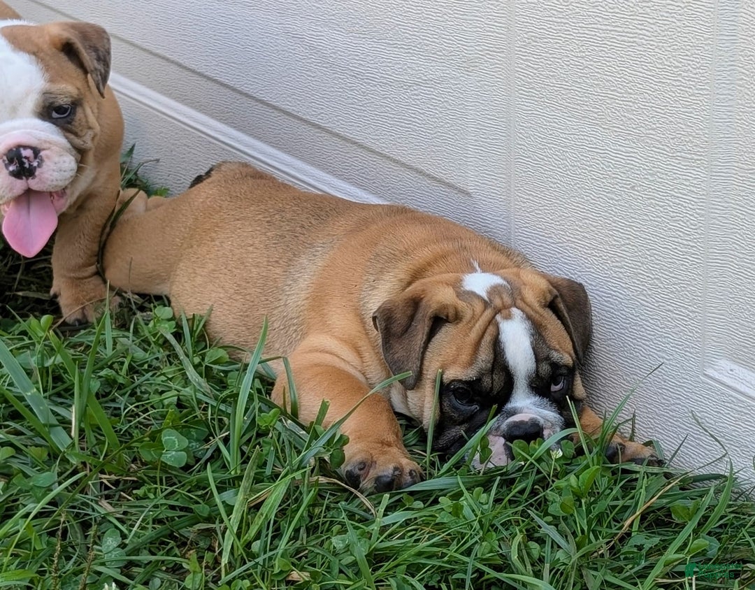 Olde English Bulldogge dogs for sale: Harley - Image 12