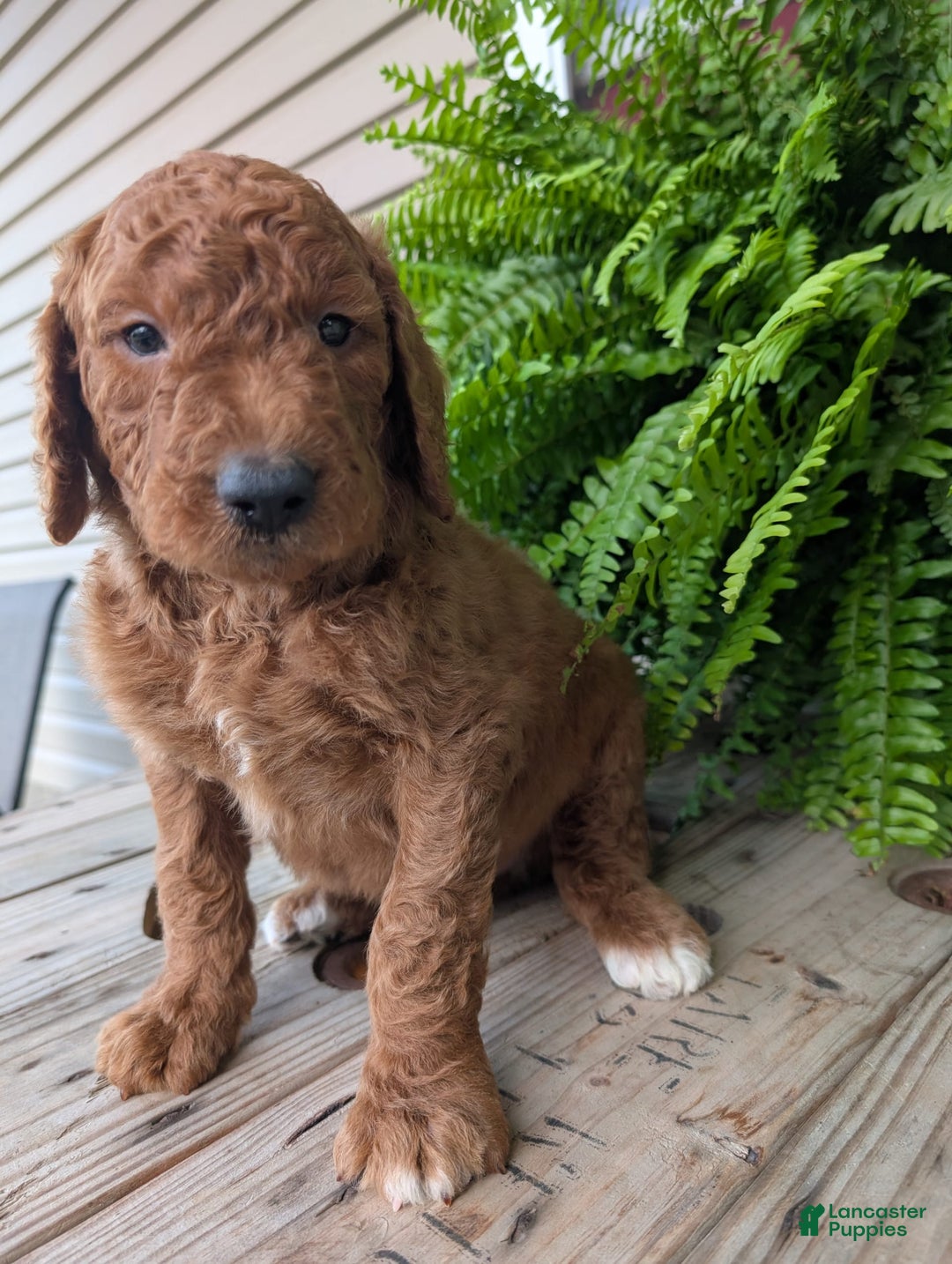 Goldendoodle dogs for sale: Cash - Image 19
