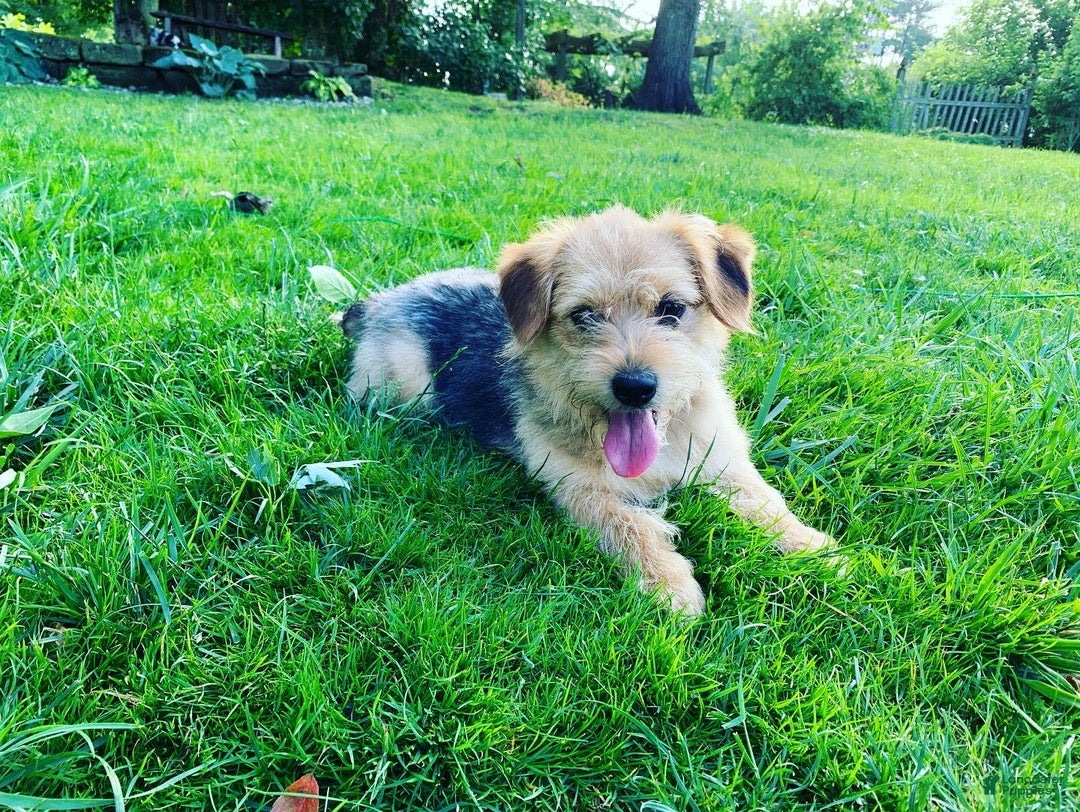 Mini Aussiedoodle dogs for sale: Sunny - Image 33