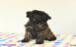 Miniature Poodle dogs for sale: Blizzard - Image 2
