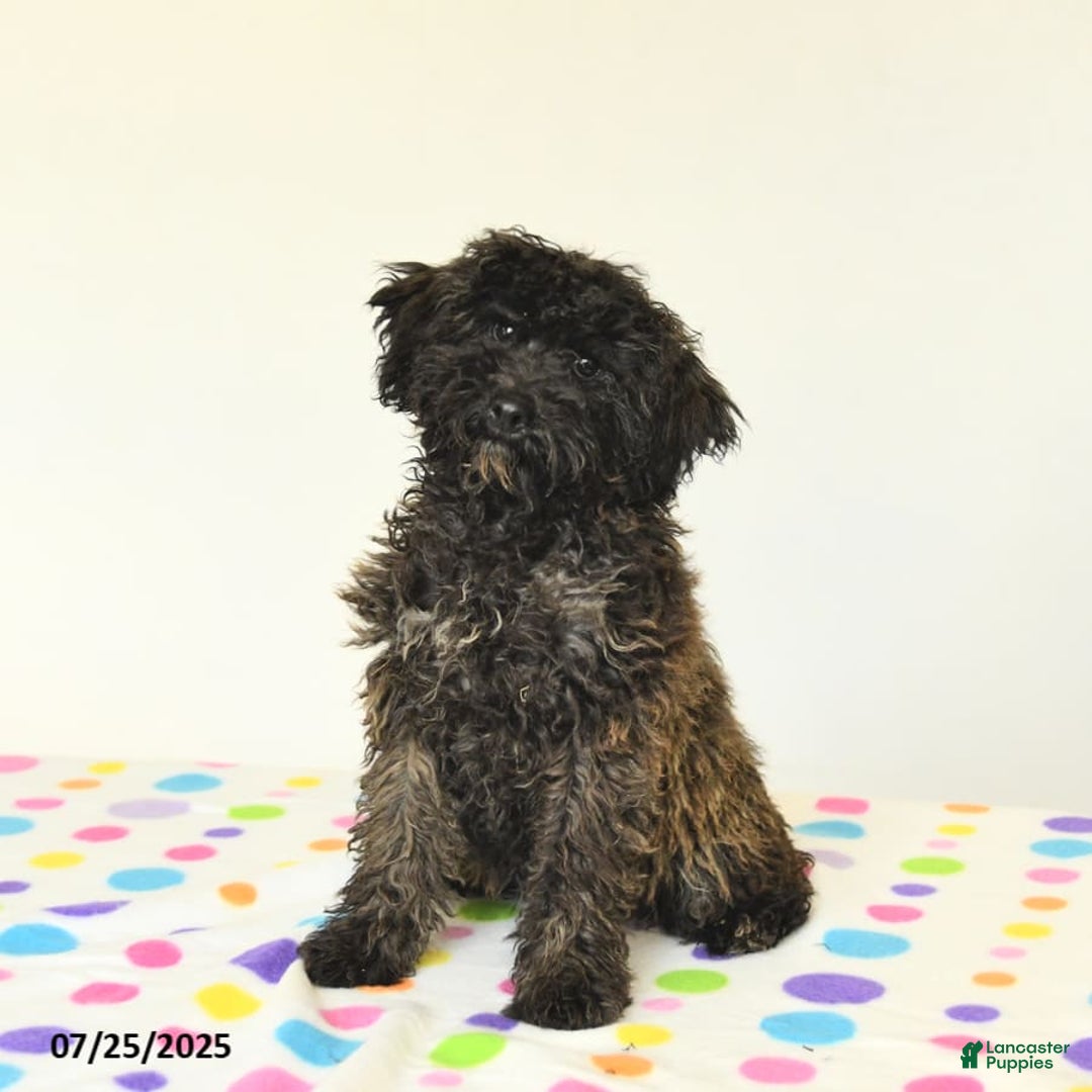 Miniature Poodle dogs for sale: Blizzard - Image 2
