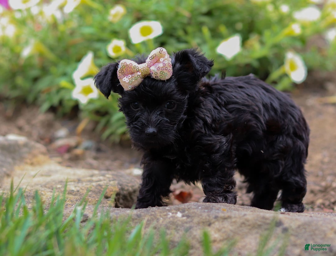 Yorkiepoo dogs for sale: Lola - Image 1