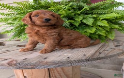Mini Goldendoodle dogs for sale: Mini-logan - Image 35