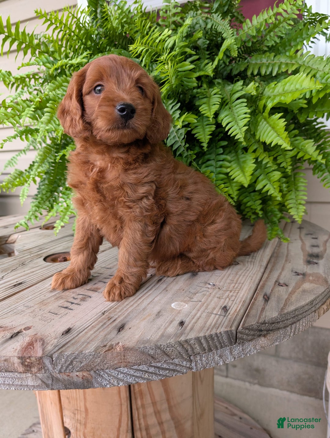Mini Goldendoodle dogs for sale: Mini-logan - Image 35