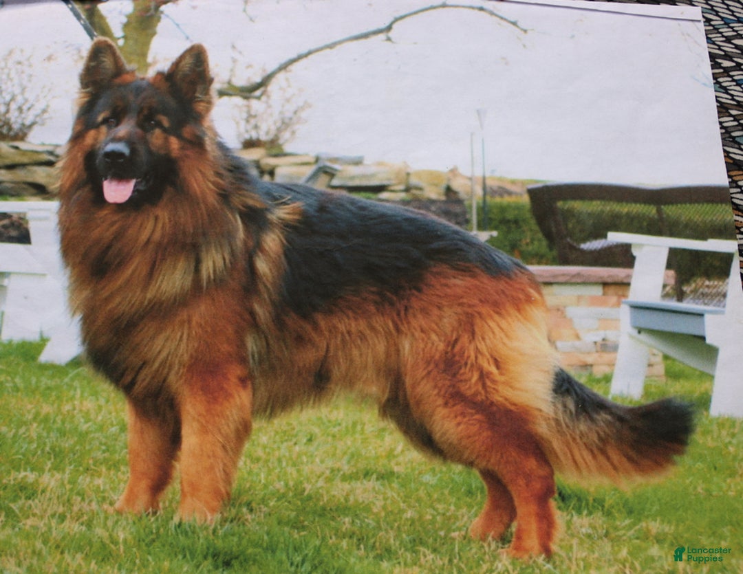German Shepherd dogs for sale: Hero - Image 7