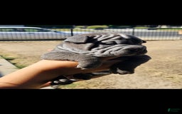 Shar Pei dogs for sale: Shadow - Image 3
