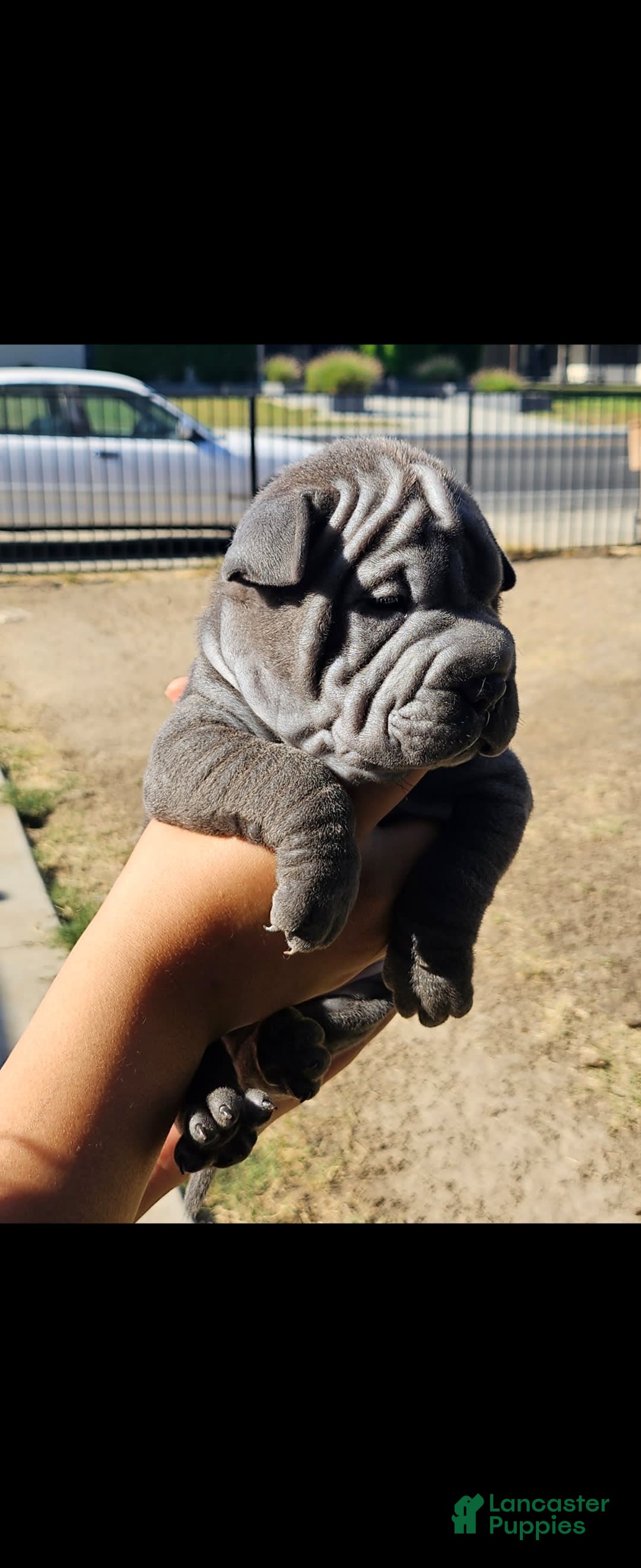 Shar Pei dogs for sale: Shadow - Image 3
