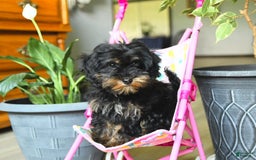 Havapoo dogs for sale: House Raised Sparkles - Image 2