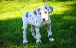 Great Dane dogs for sale: Joujou - Image 24