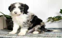Aussiedoodle dogs for sale: Tucker - Image 1