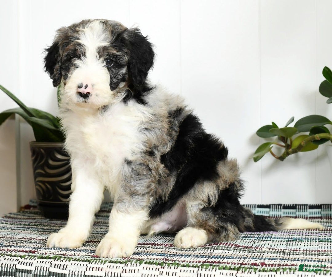 Aussiedoodle dogs for sale: Tucker - Image 1