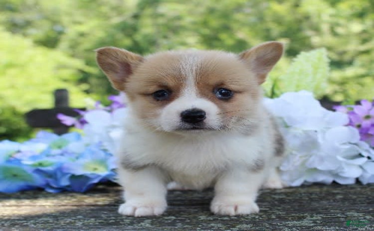 Welsh Corgi Pembroke dogs for sale - Ad 2