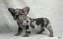 French Bulldog dogs for sale: cleo - Image 10