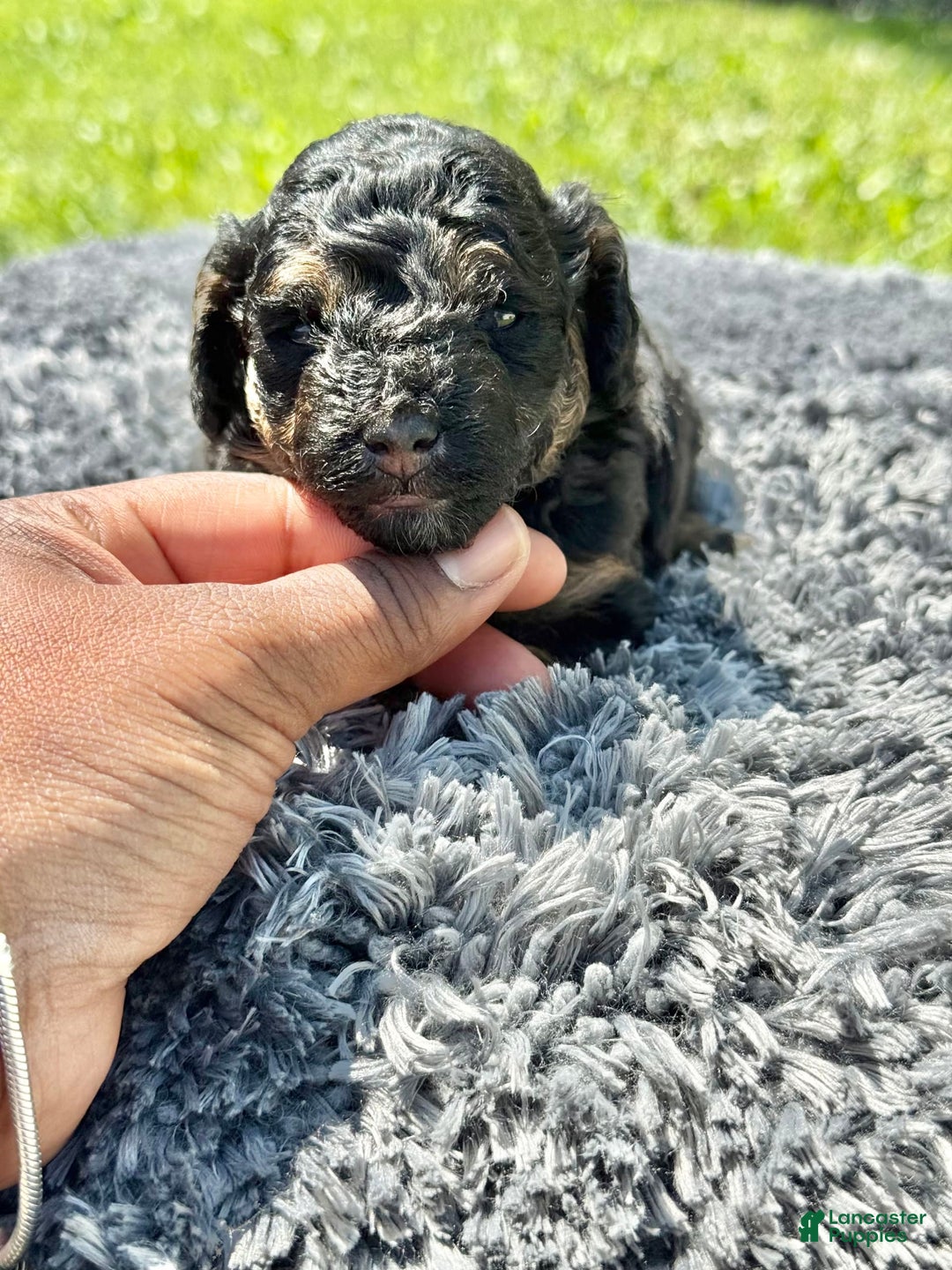 Miniature Poodle dogs for sale: Jasmine - Image 2
