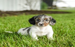 Miniature Dachshund dogs for sale: Cookie - Image 1