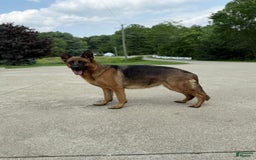 German Shepherd dogs for sale: Red - Image 16