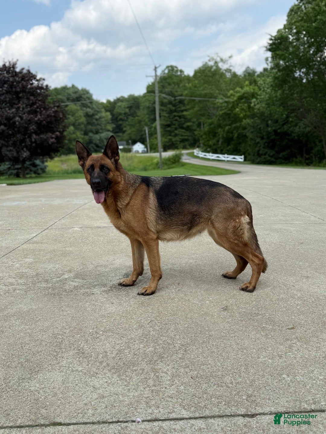 German Shepherd dogs for sale: Red - Image 16