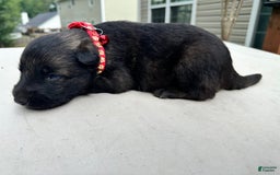 German Shepherd dogs for sale: Red Collar Sable - Image 1