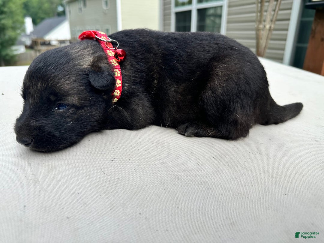 German Shepherd dogs for sale: Red Collar Sable - Image 1