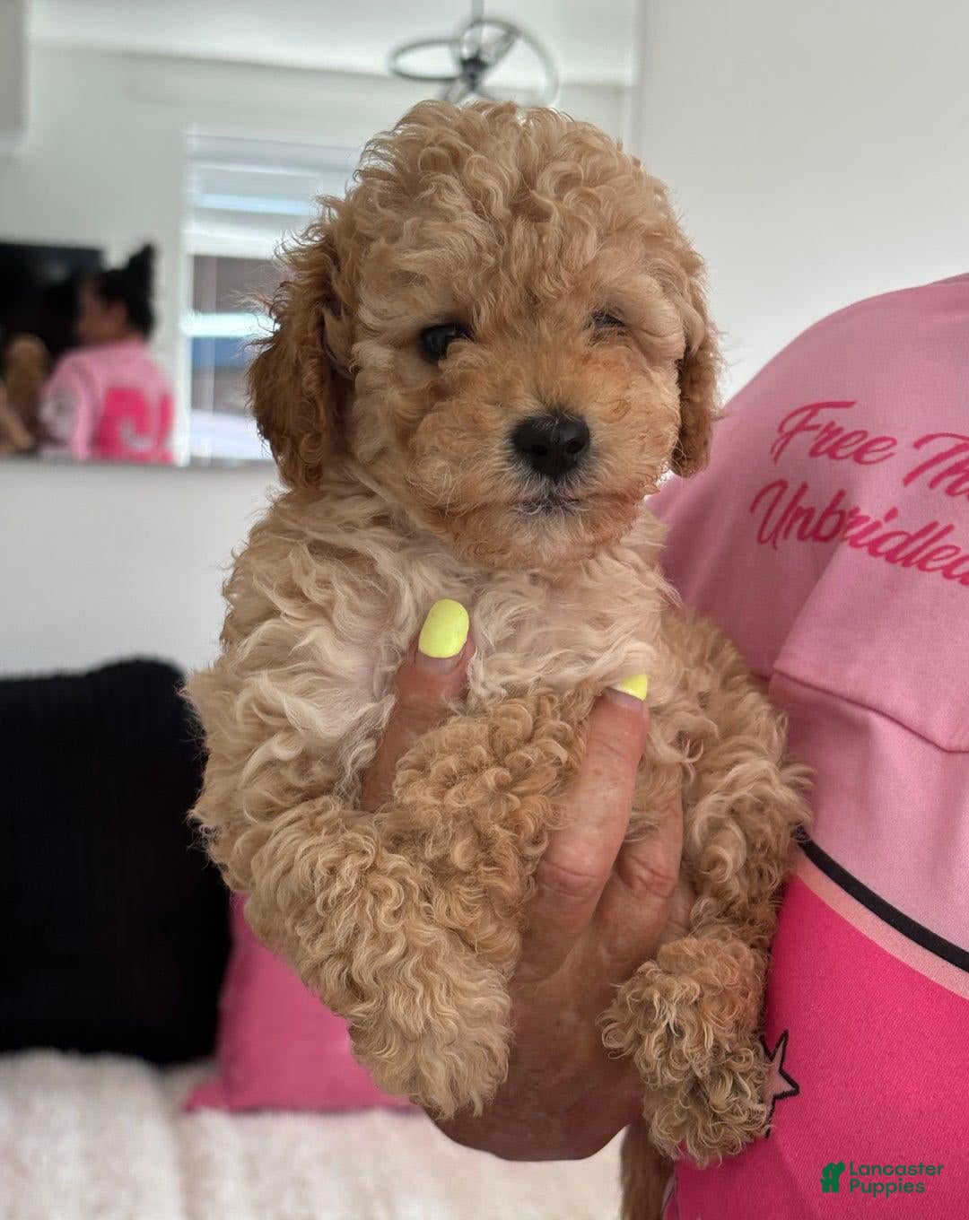 Toy Poodle dogs for sale: Queen - Image 2