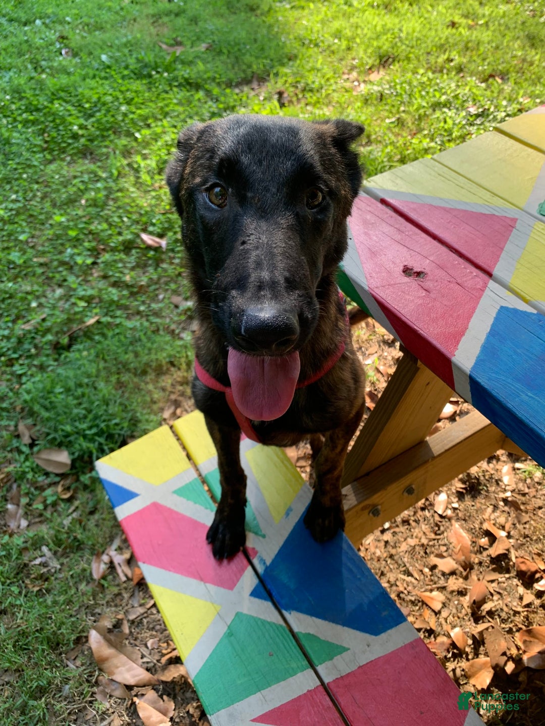 Belgian Malinois dogs for sale: Koda - Image 2