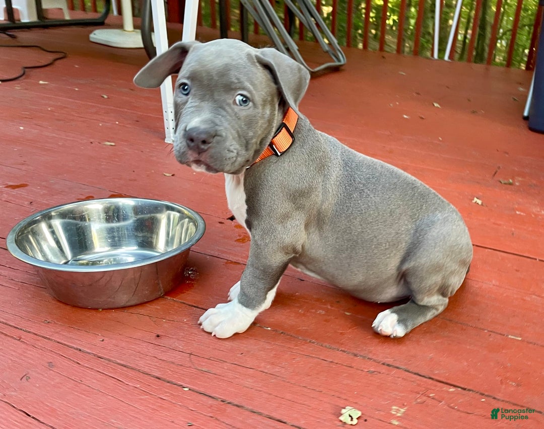 American Bully dogs for sale: Boss Baby - Image 24
