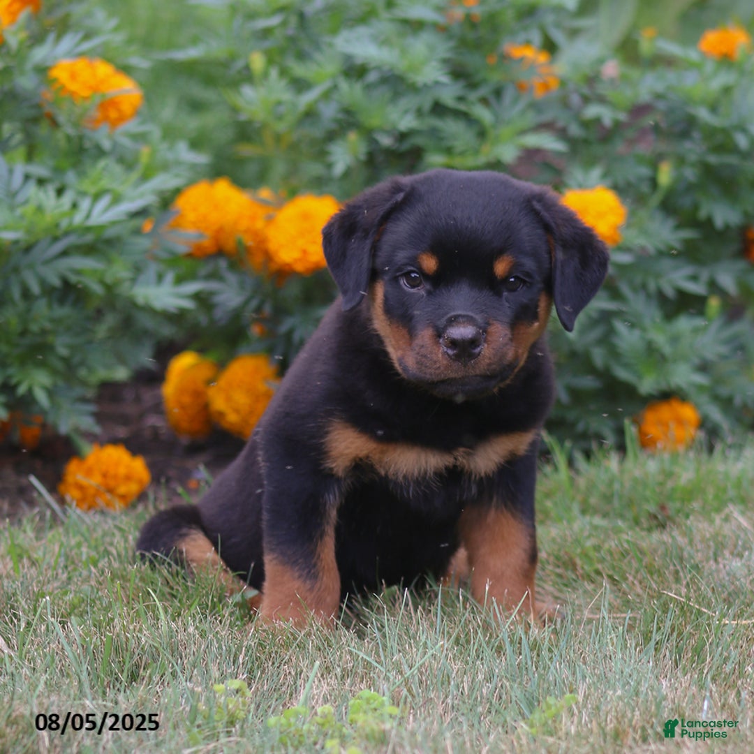 Rottweiler dogs for sale: Lance - Image 1
