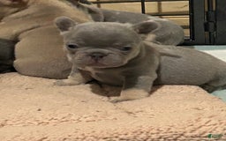 French Bulldog dogs for sale: Waylen - Image 4