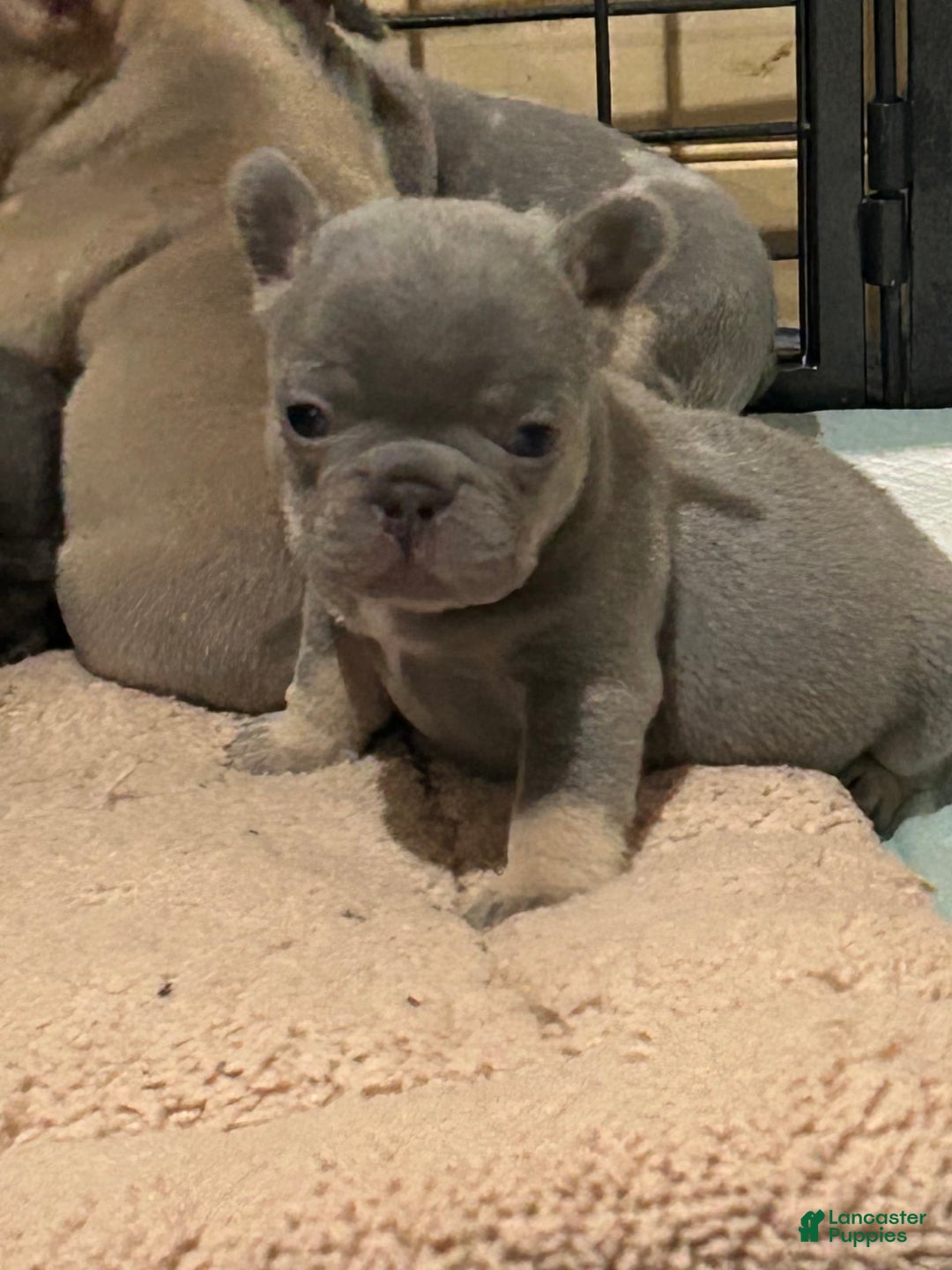 French Bulldog dogs for sale: Waylen - Image 4