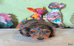 Miniature Dachshund dogs for sale: Gem - Image 1